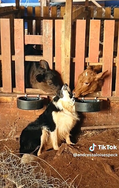 O cachorro sendo massageado por suas amigas vacas.