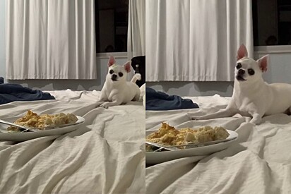 Cachorro comilão fica sozinho com prato de comida de tutora. Será que ele resistiu?