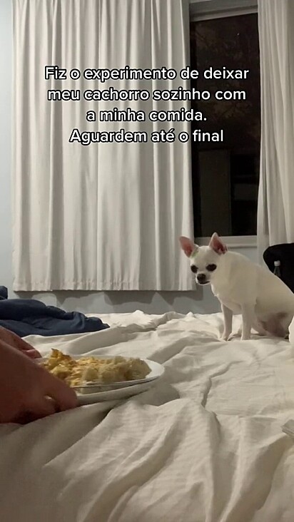 O cachorro olhando para o prato de comida.