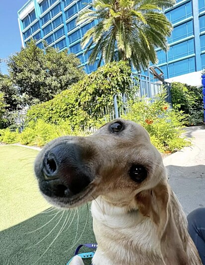 Noodle, labrador de 4 anos de idade. 