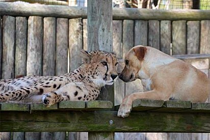 A amizade entre as espécie chama atenção ao redor do mundo.