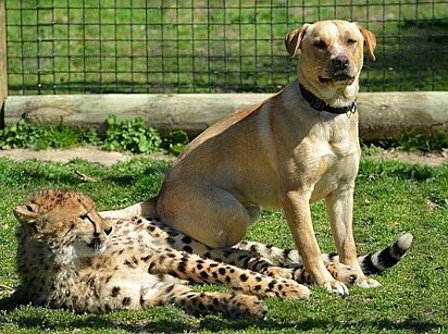 O cachorro sentado em cima do guepardo.