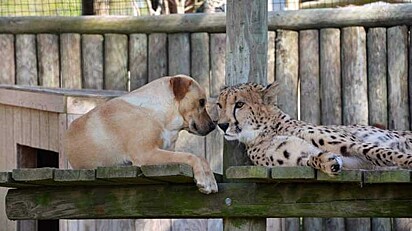 O cachorro e o guepardo.