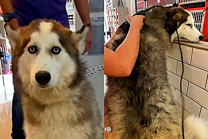 A husky siberiano no pet shop antes de ser tosada.
