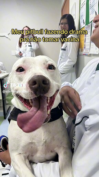 O cão se comportou muito bem na clínica.