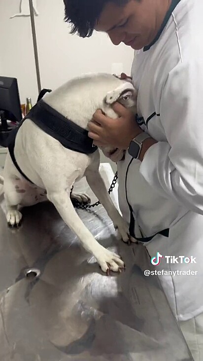 O cachorro ganhou muito carinho do médico veterinário.