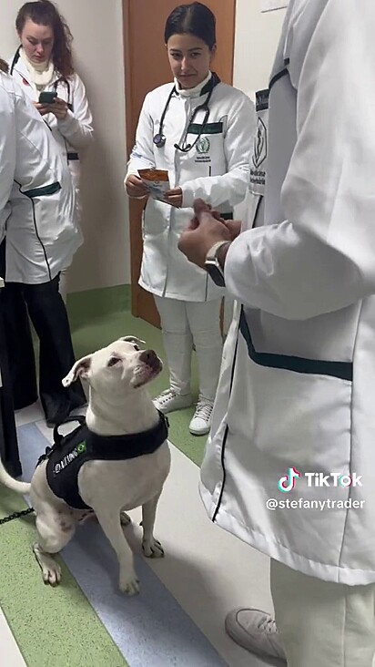 O pitbull olhando para o veterinário.