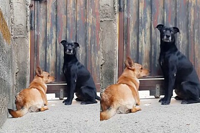 Os cachorros dentro do pátio antes do portão ser aberto.