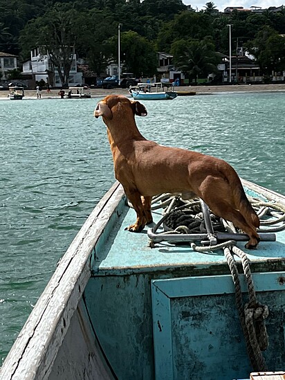 Feijão adora passear de barco. 