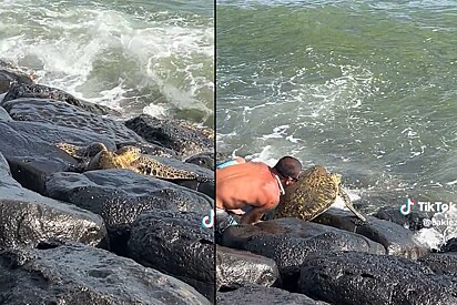 Homem enfrenta ondas violentas para salvar uma tartaruga marinha.