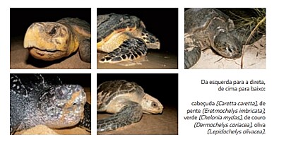 As cinco espécies de tartarugas que temos no Brasil.
