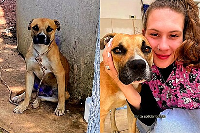 Médica veterinária adota cachorro da rua que tratou. 