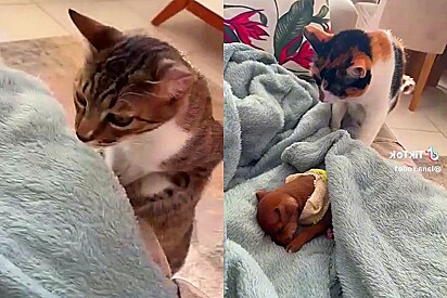 Mulher que têm dois gatos traz para casa filhote de pinscher e os felinos tem reação que deixam internautas abismados.