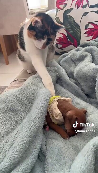 Um dos gatos cutuca o filhote com as patas.