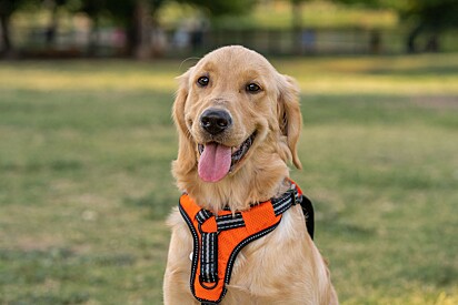 Golden retriever na grama. 