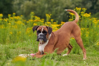 Boxer brincando na grama. 