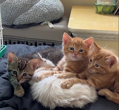 Os filhotes Prada, Buddy e Soni dividindo Willow como travesseiro.
