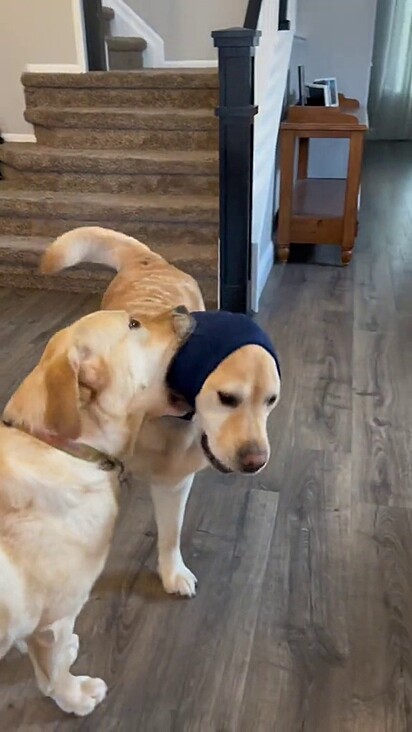 O cachorro tentando mastigar as orelhas do outro canino.