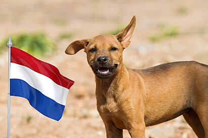 Holanda não tem animais abandonados nas ruas. 