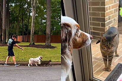Gato da rua faz amizade com cachorro e todos os dias vai até a sua casa para brincar.
