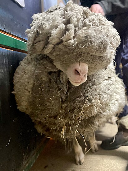 A ovelha não conseguia enxergar por causa dos pelos.