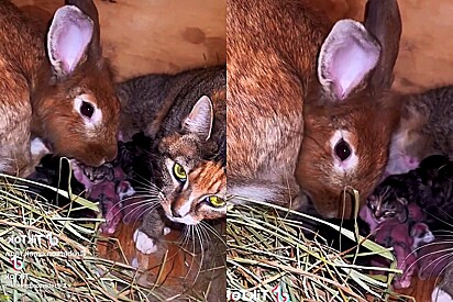 Coelha que recém deu à luz é flagrada cuidando de ninhada de gata.