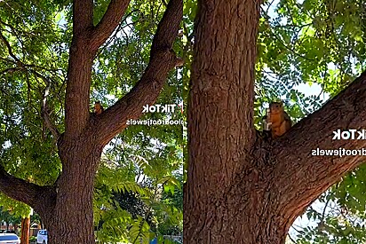 Mulher avista esquilo em árvore e ao se aproximar ficou perplexa ao ver o que ele segurava.