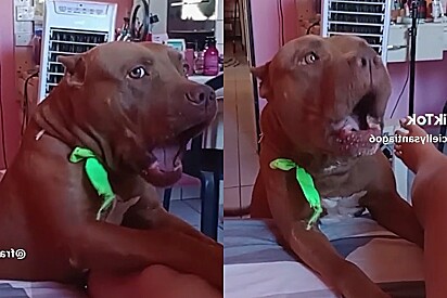 Cachorro pitbull mostra como defenderia sua casa caso um indivíduo entrasse.