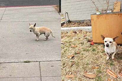 O cão ficou no mesmo local onde viu seus donos pela última vez.