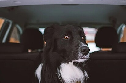 Cão desconfiado viajando de carro.