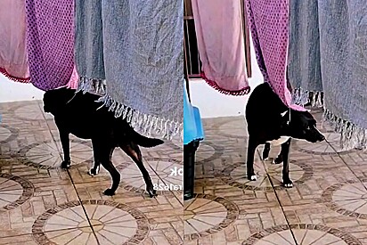 Cão tem mania estranha de passar por debaixo da roupa estendida no varal.
