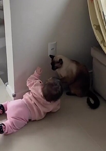 O gato vigiando a tomada para a bebê não tocar.