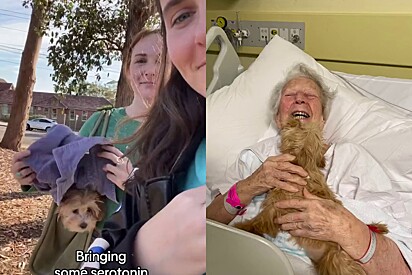Vídeo revela como cachorro entrou escondido em hospital. 