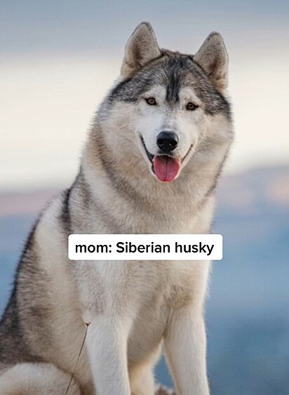 Folto ilustrativa da mãe de Mackey, uma husky siberiano.