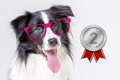 Para surpresa de todos, o border collie ficou em segundo lugar na lista de raças de cachorros mais inteligentes.