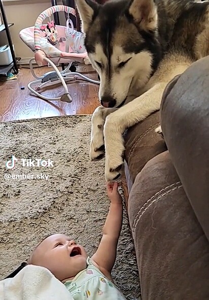 A husky siberiano se dá bem com a criança.