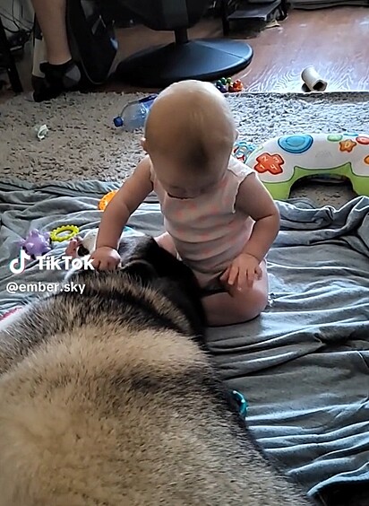 A bebê fazendo carinho no husky.
