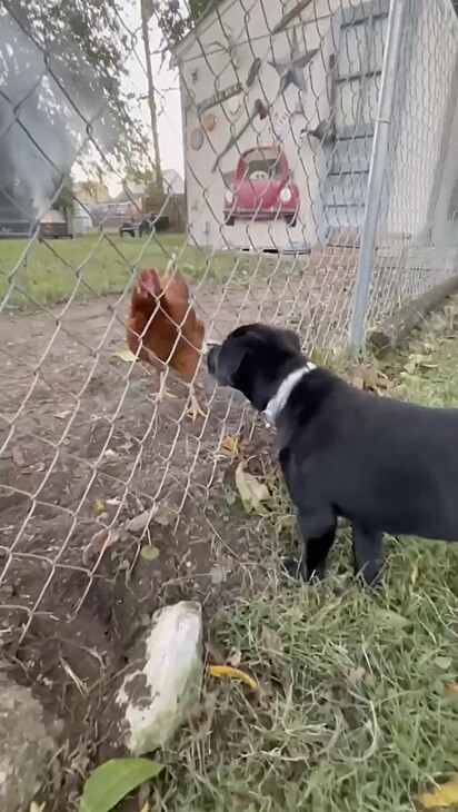 Ivy só interagia com as galinhas por entre as grades.