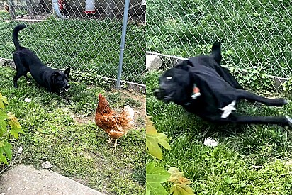 Cachorrinha tem reação hilária ao ficar frente a frente com galinha.