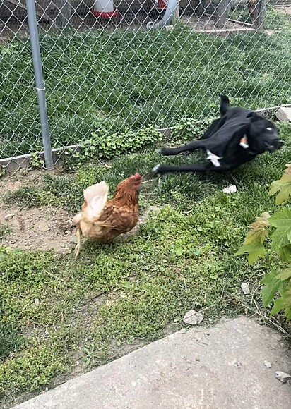 A pet ficou enlouquecida quando ficou frente a frente com a galinha.