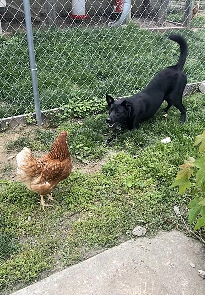 O cachorro tentando fazer amizade com a galinha.