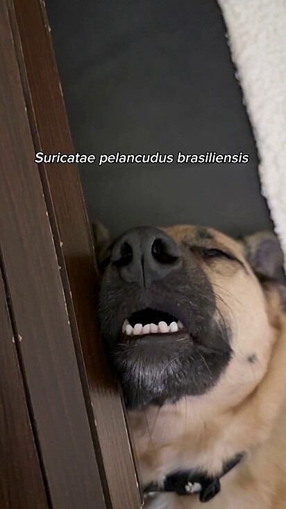 Suricatae Pelancudus Brasiliensis