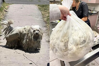 O cachorro foi encotrado com o peso sujo e comprido. Após a tosa, ele perdeu 2 kg de pelo.