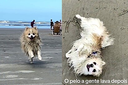 Lulu da Pomerânia brincando da praia