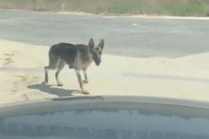 A cadela da raça pastor alemão parou o motorista e pediu ajuda.
