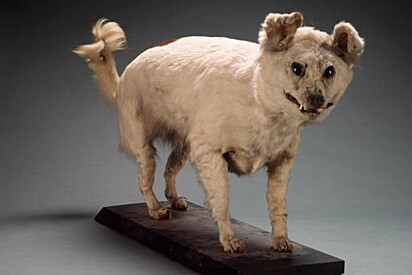 Conheça a Kuri, uma raça de cachorro extinta.