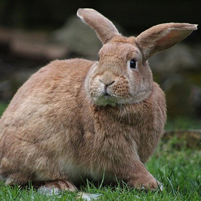 Foto ilustrativa de um coelho