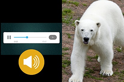 Homem ligou para autoridades acreditando ter avistado um urso polar.