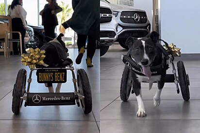 A cadelinha Bunny ganhou uma cadeira de rodas da Mercedes Benz.