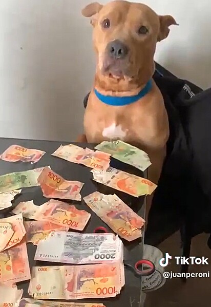 A pitbull ao lado do dinheiro mastigado.
